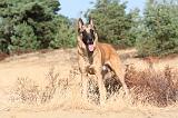 MALINOIS 108